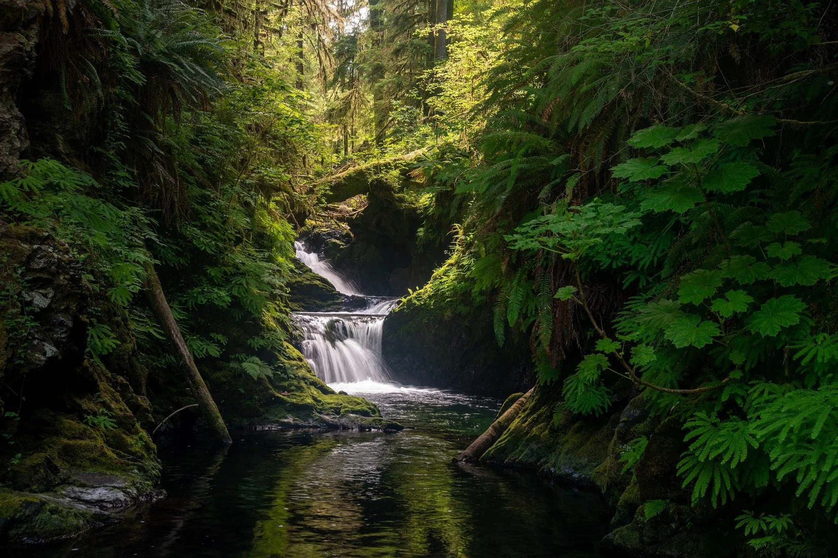 forest glow.jpg