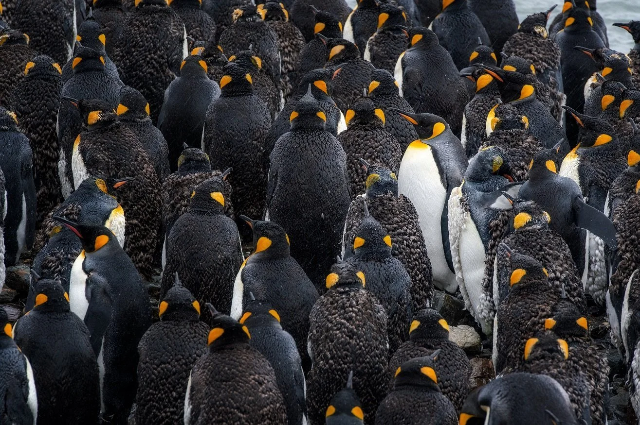 Life in the Crowd.jpg