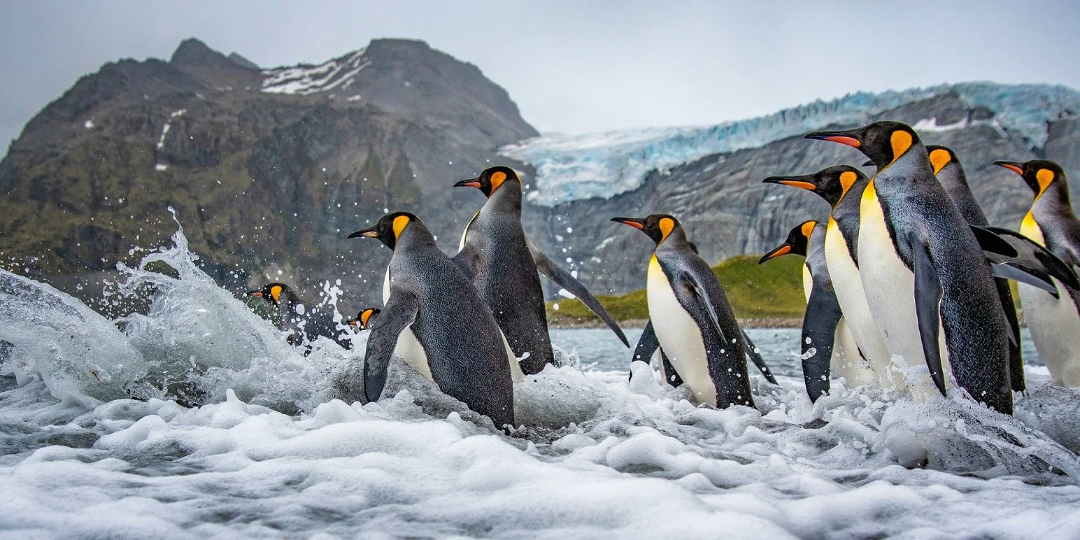 Surfs Up 20x40.jpg