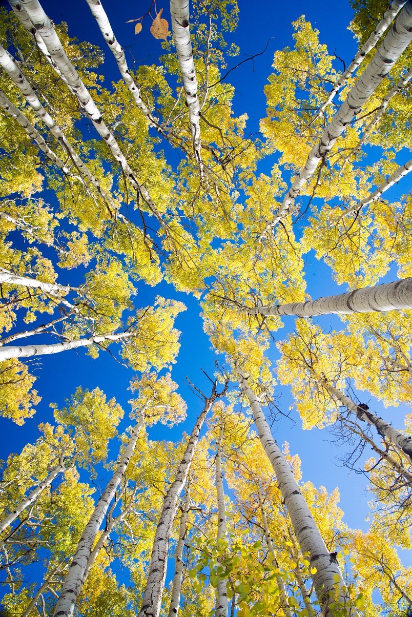 Aspen Grove.jpg