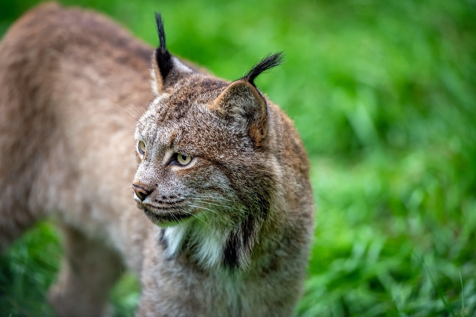Alaskan Lynx.jpg