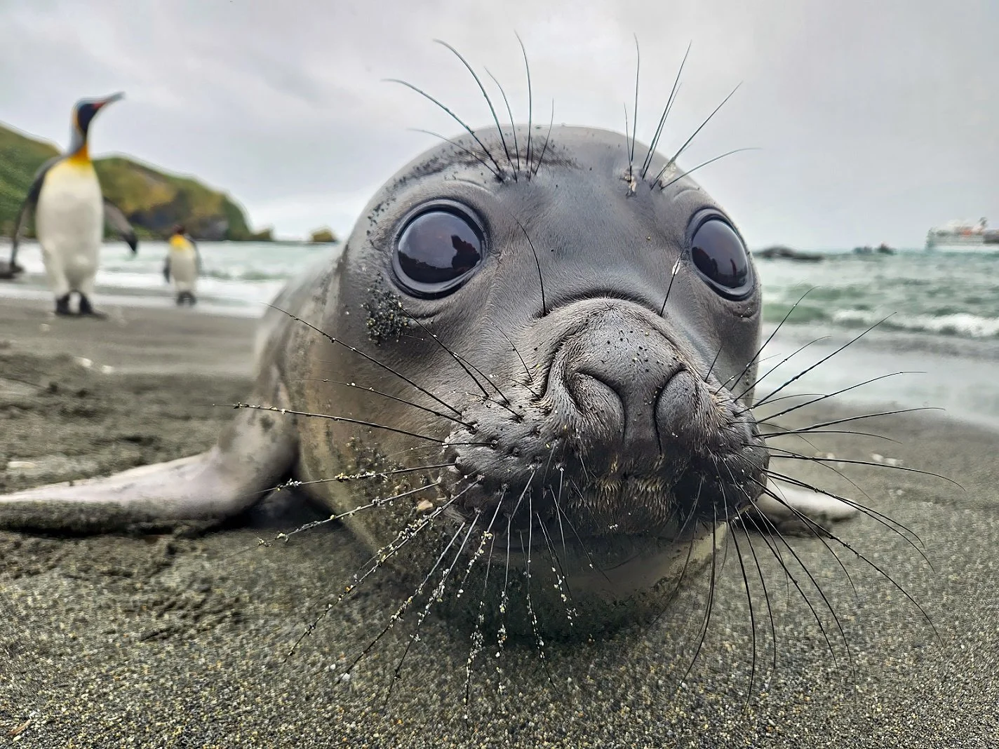 Elephant Seal Pup - Copy.jpg