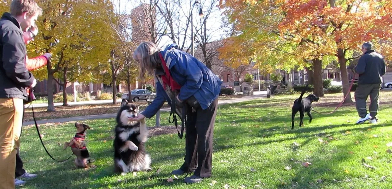 Outdoor Manners + Reactive Dogs