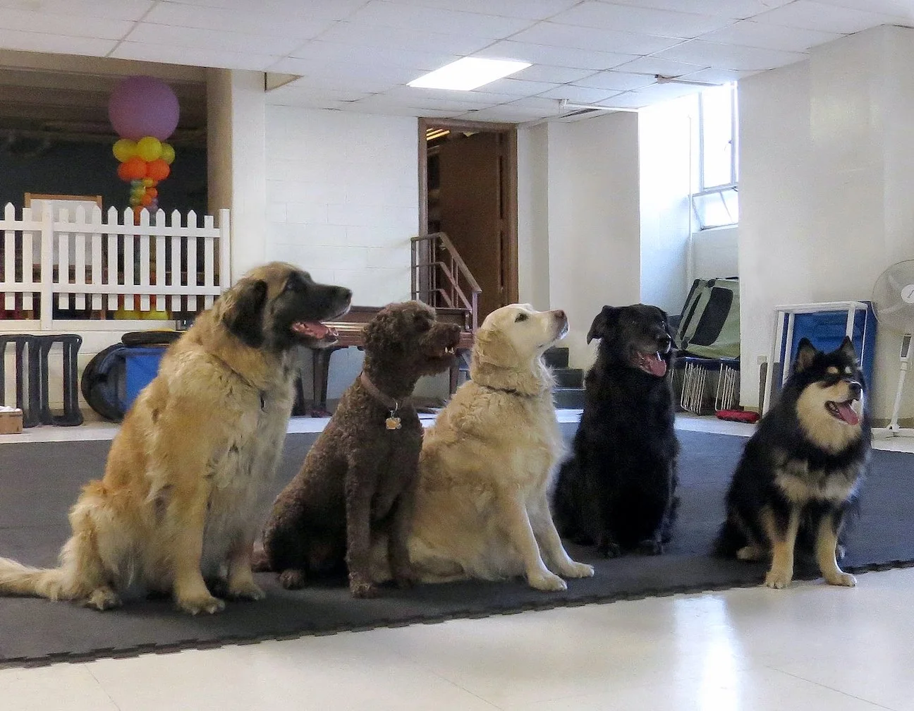 Canis Sapiens dog training