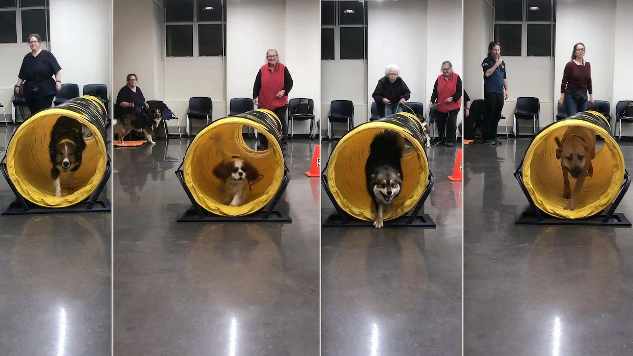 Agility Training