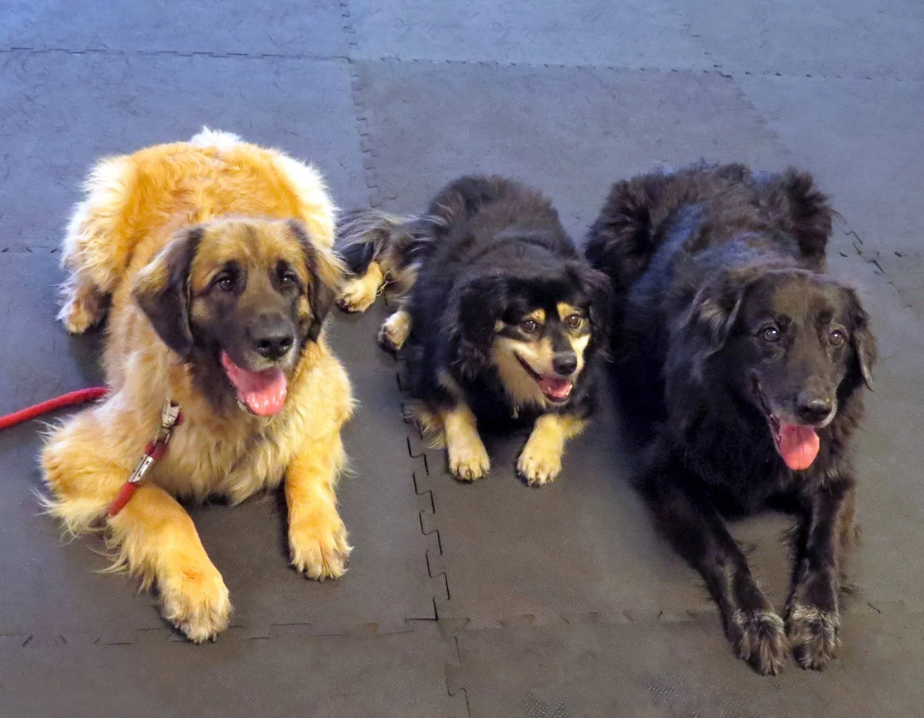 Walking Dogs Class