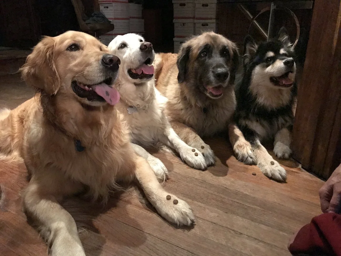 Walking Dogs Class