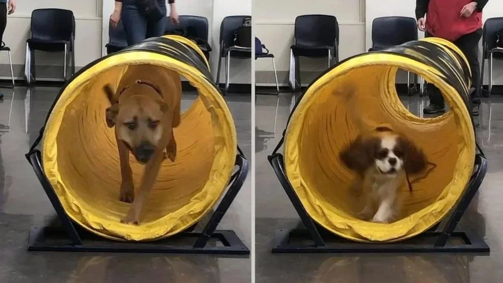 Agility%2B3+sized.jpg