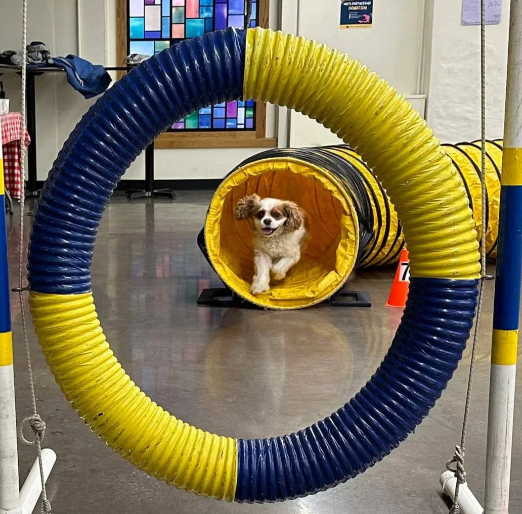Agility Training