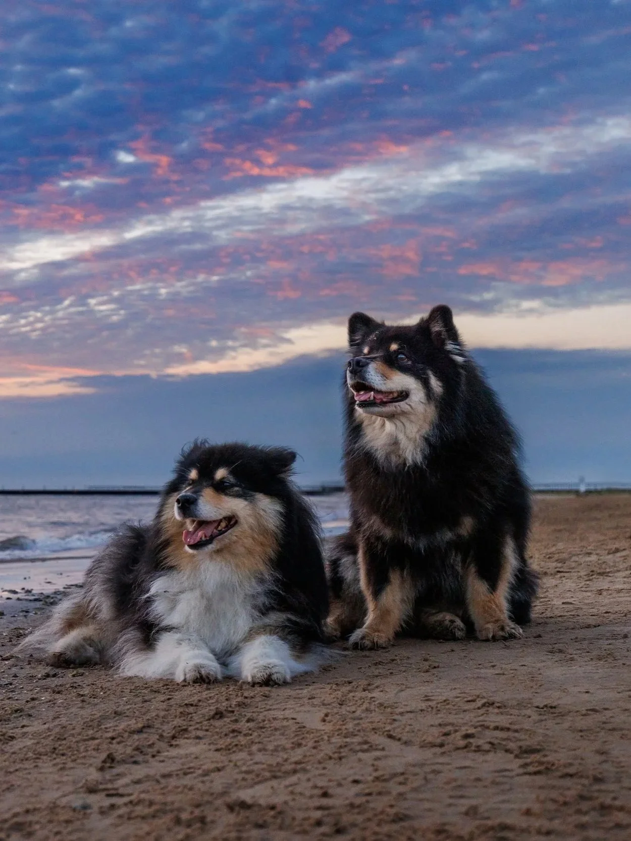 Dog training in Hyde Park