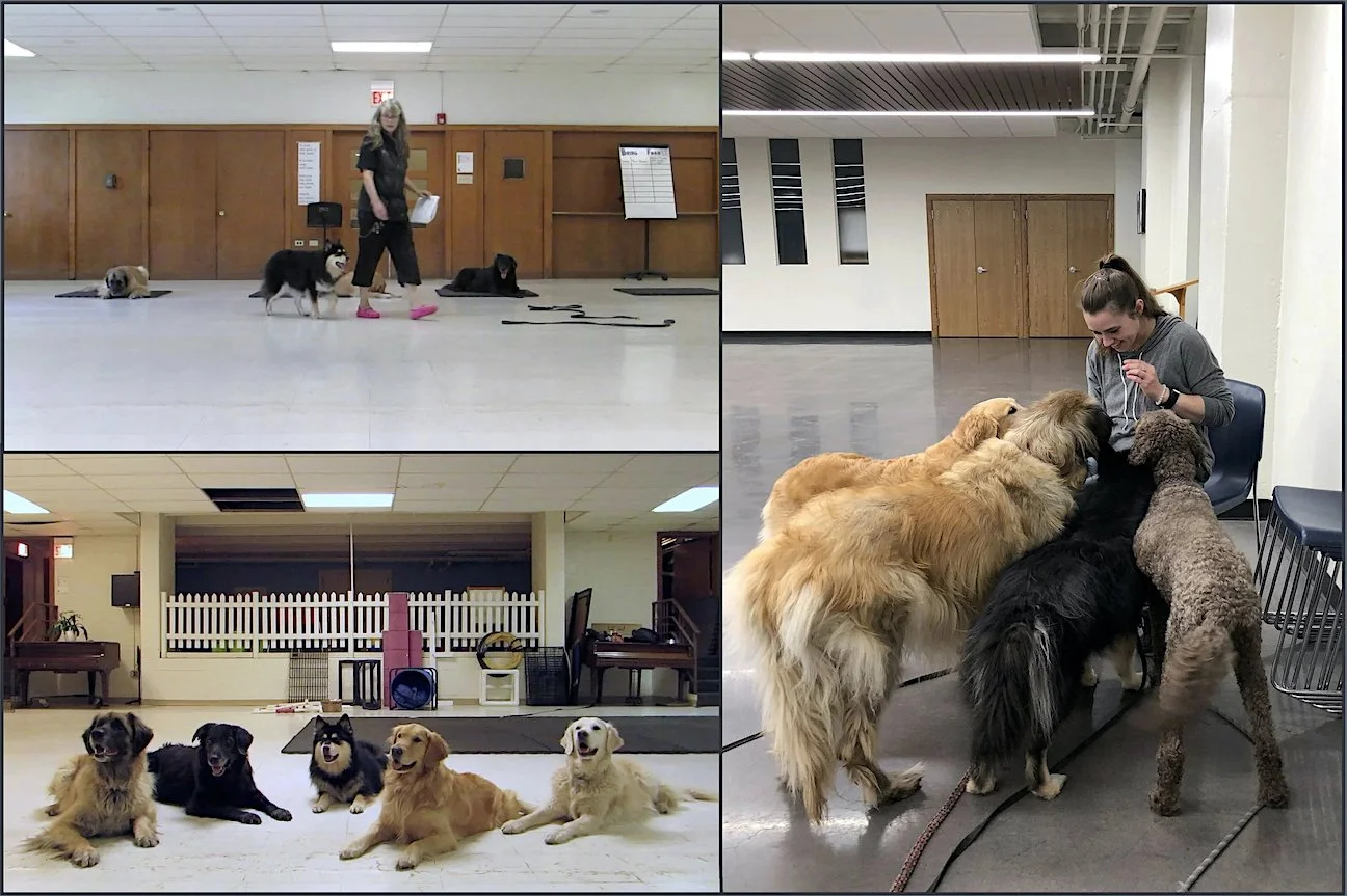 Canis Sapiens dog training