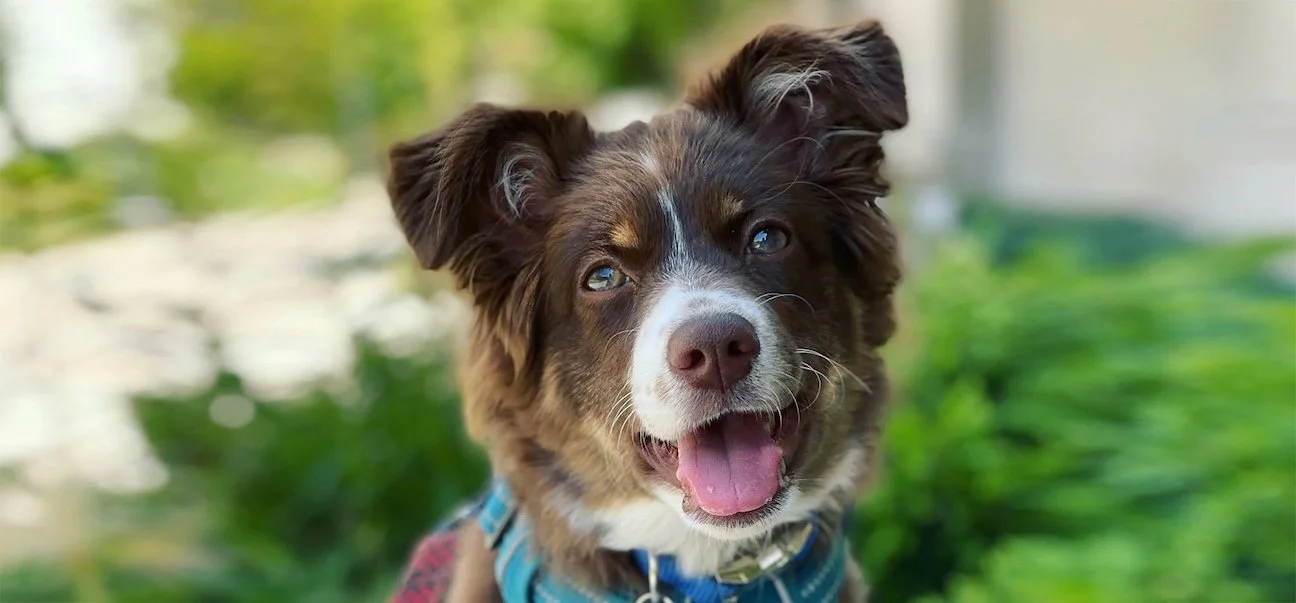 Older Puppy Kindergarten