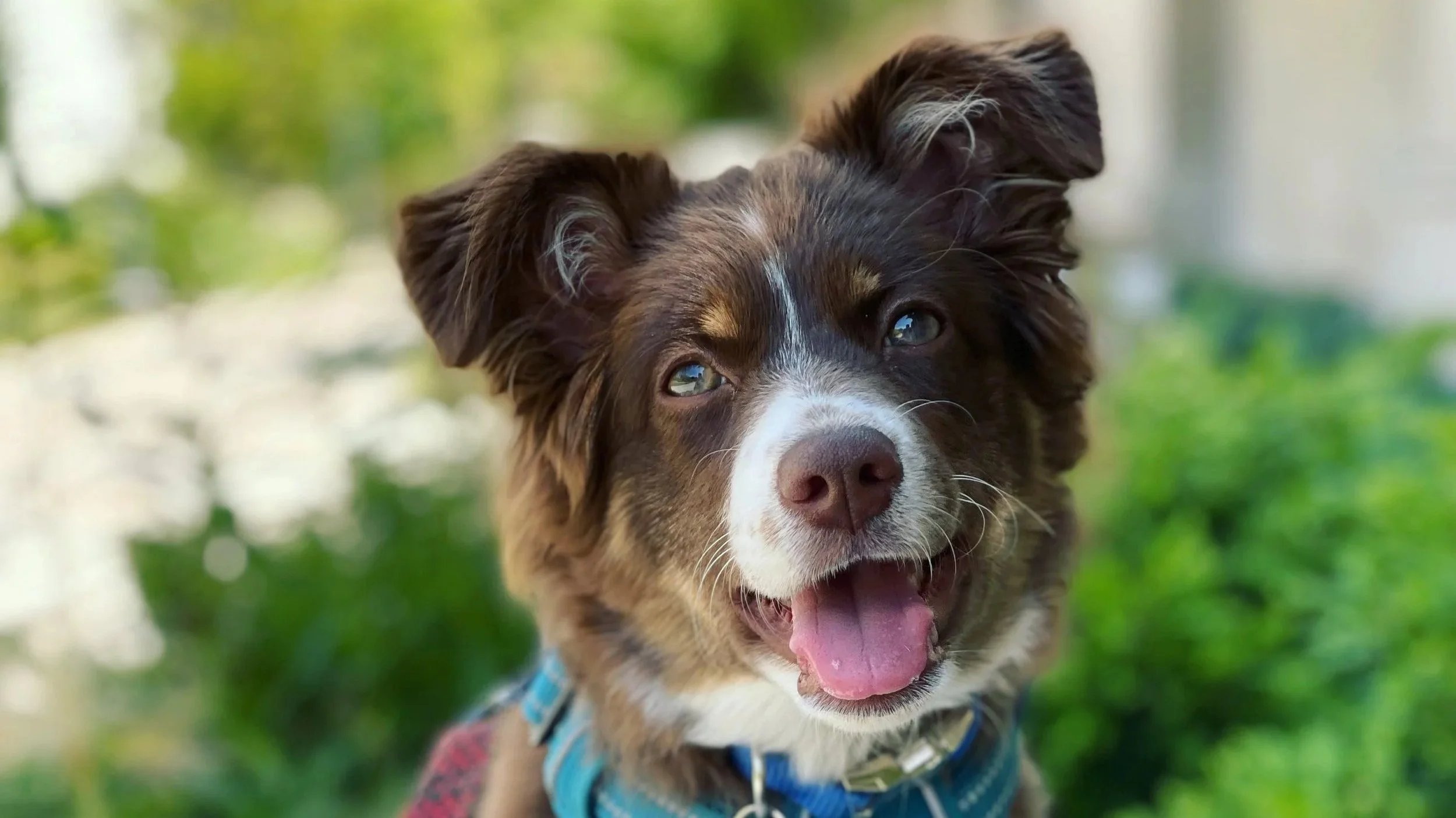 Older Puppy Kindergarten