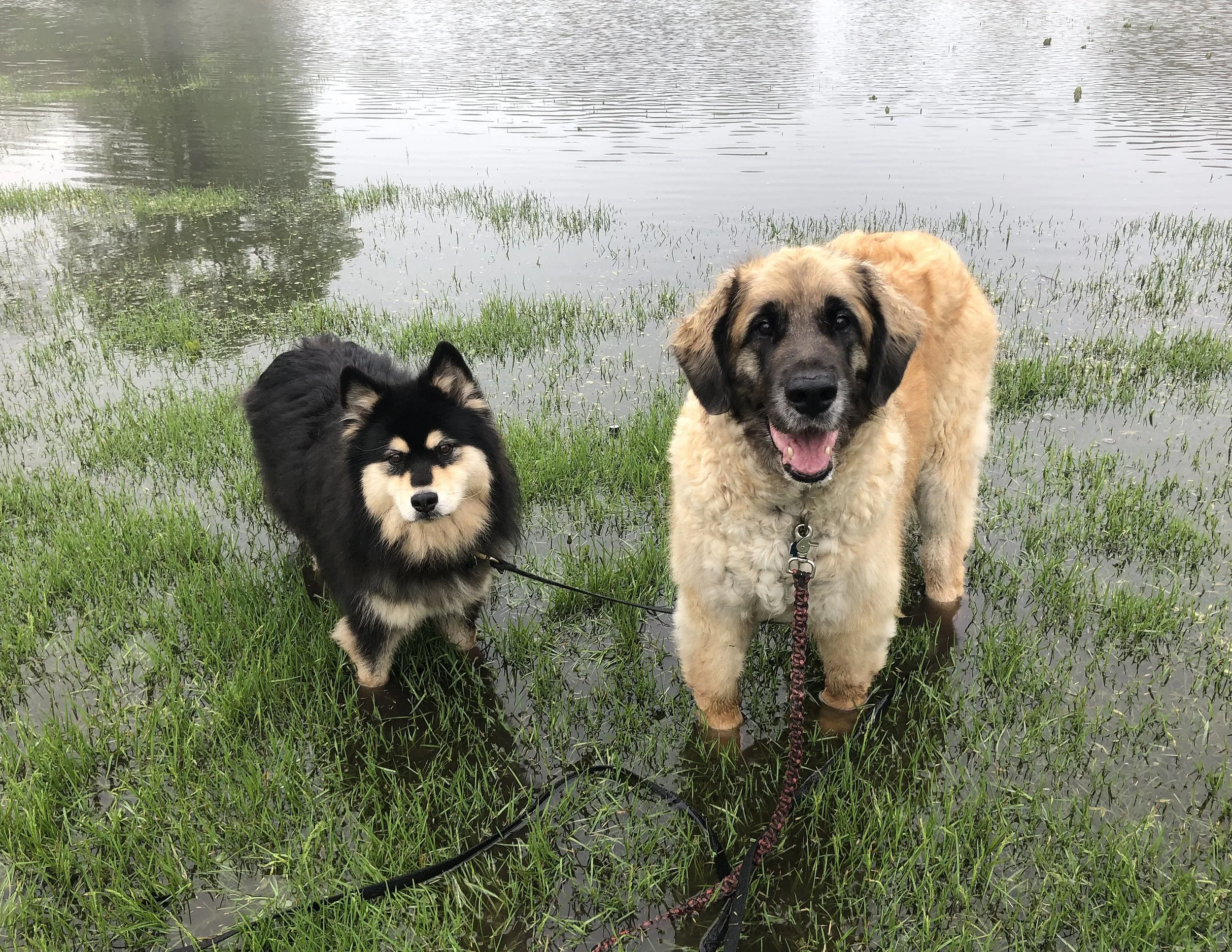 Outdoor Manners + Reactive Dogs