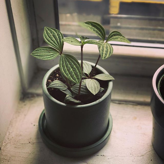 My new 🌿🌱🌴 children!
#plantmom 
Thanks for your help! @thesill