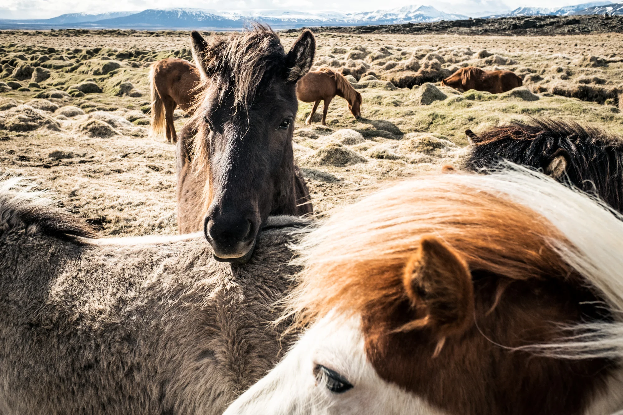 Wild Horses - Iceland