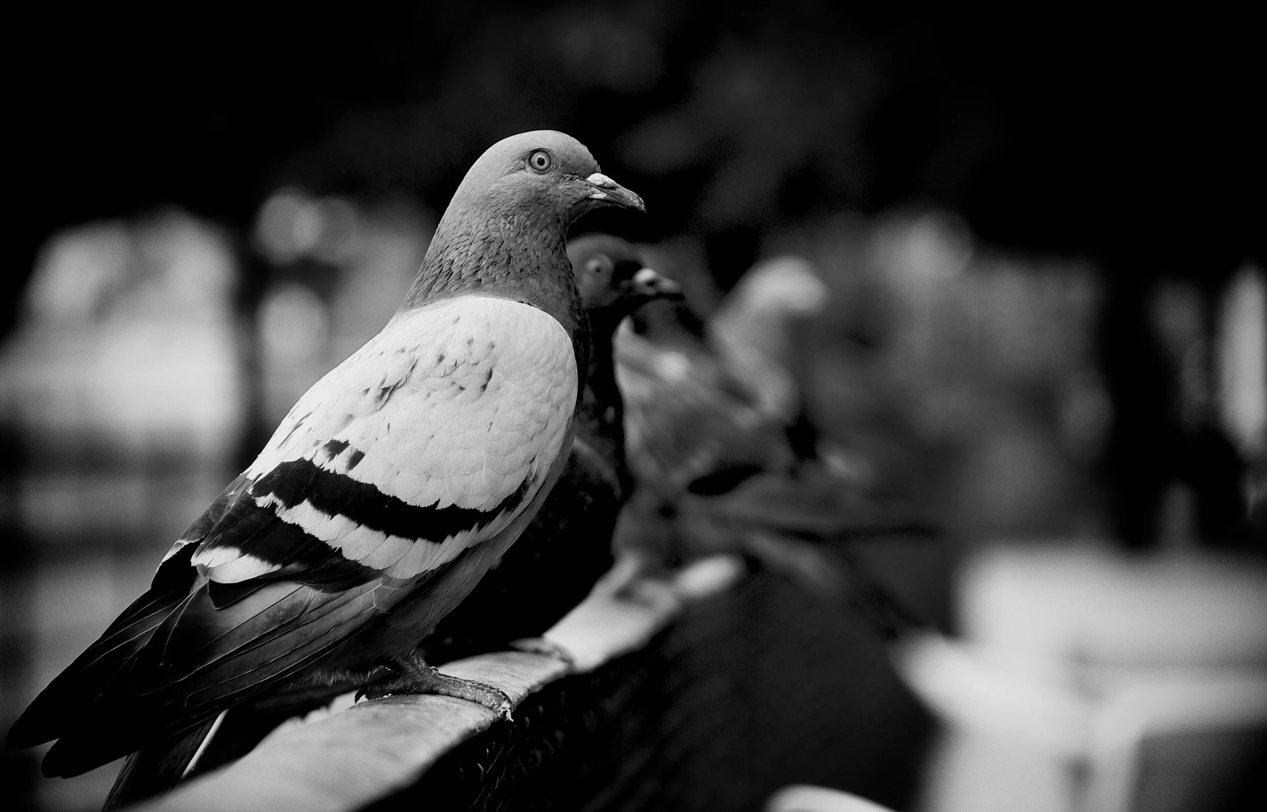 SNAPSHOTS - Vrij Werk — Simon Van Ranst Photography