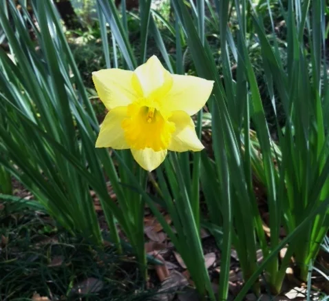 daffodils.jpg