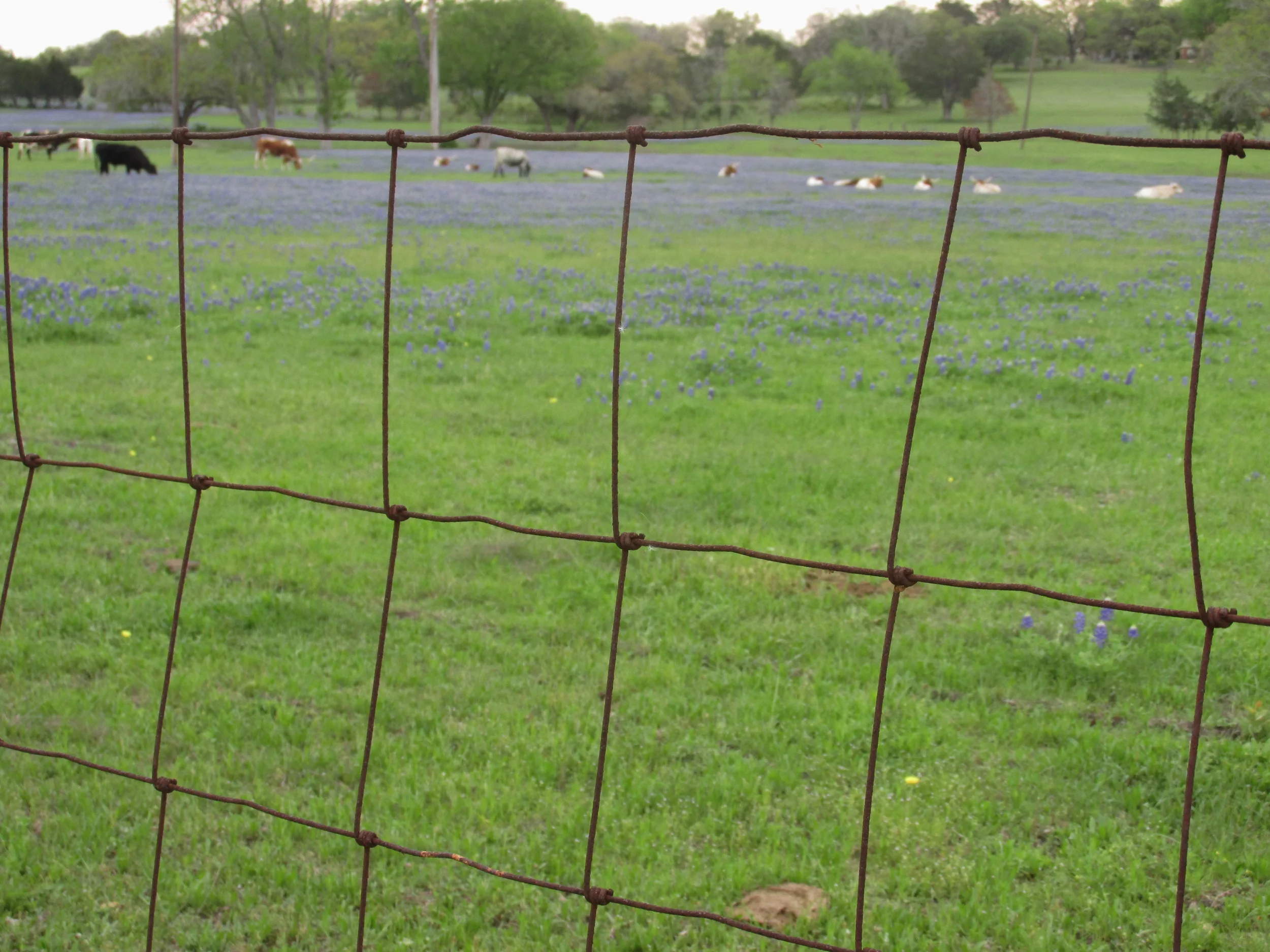 longhorns and bluebonnets.jpg