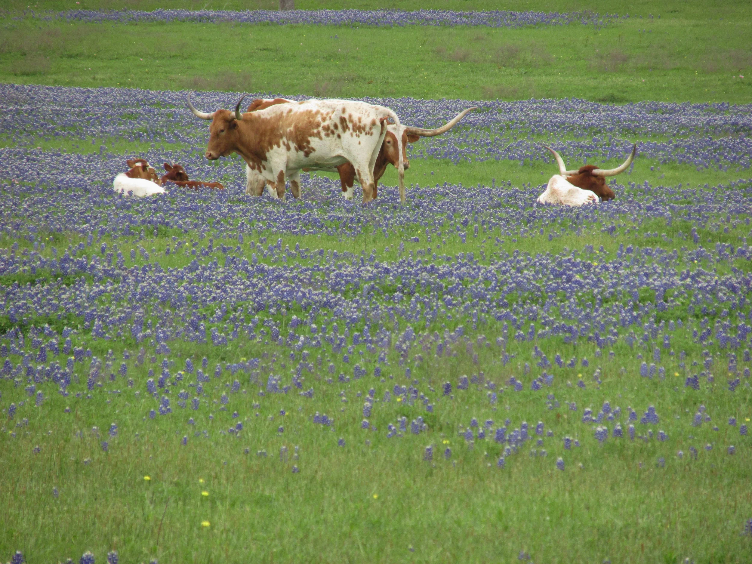 beauty in nature.jpg