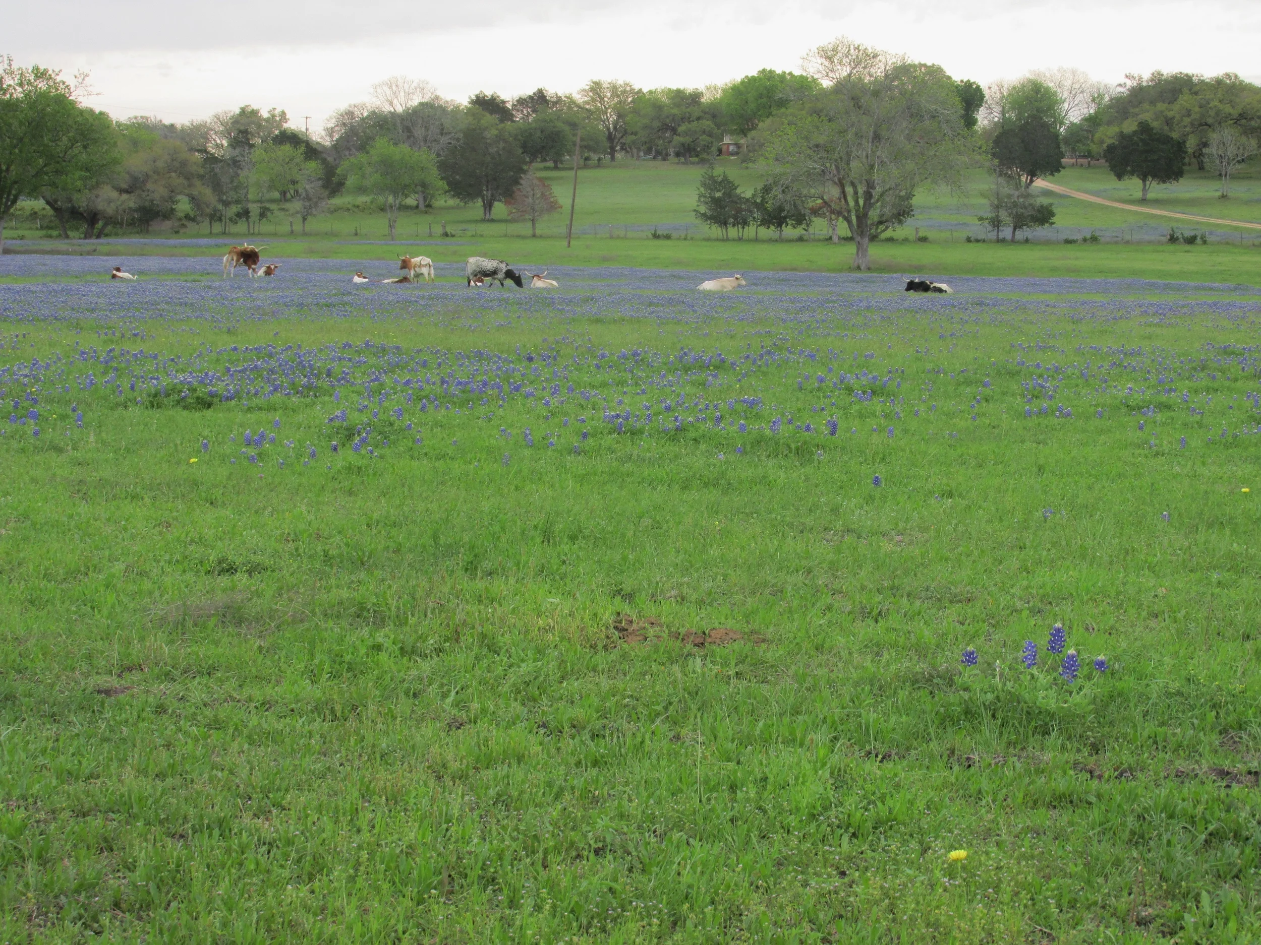 fields.jpg