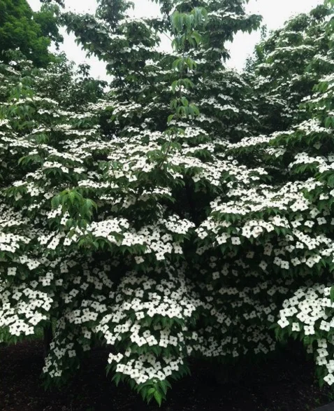 Tennessee dogwoods.jpg