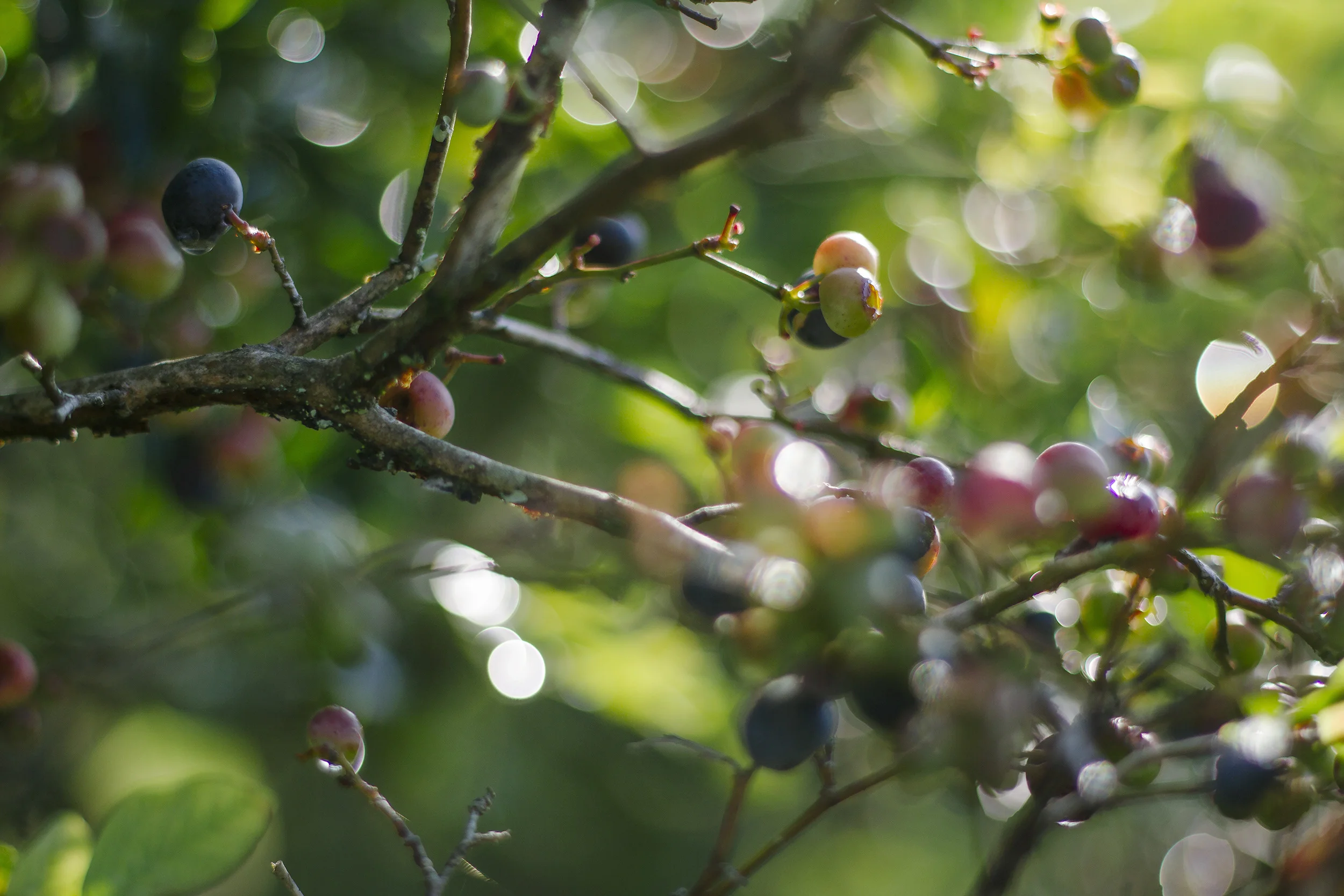 blueberries.jpg
