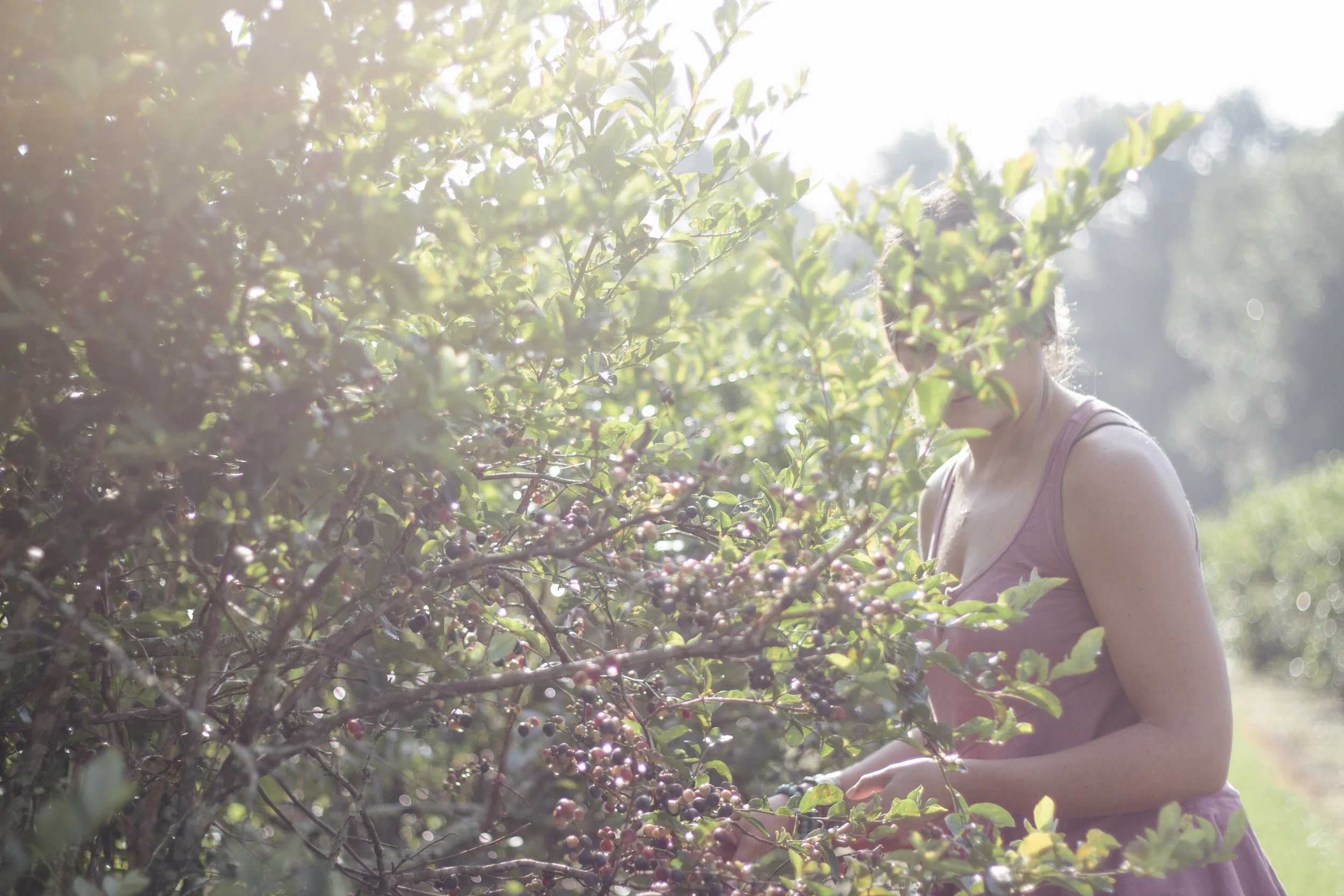 blueberry picking.jpg