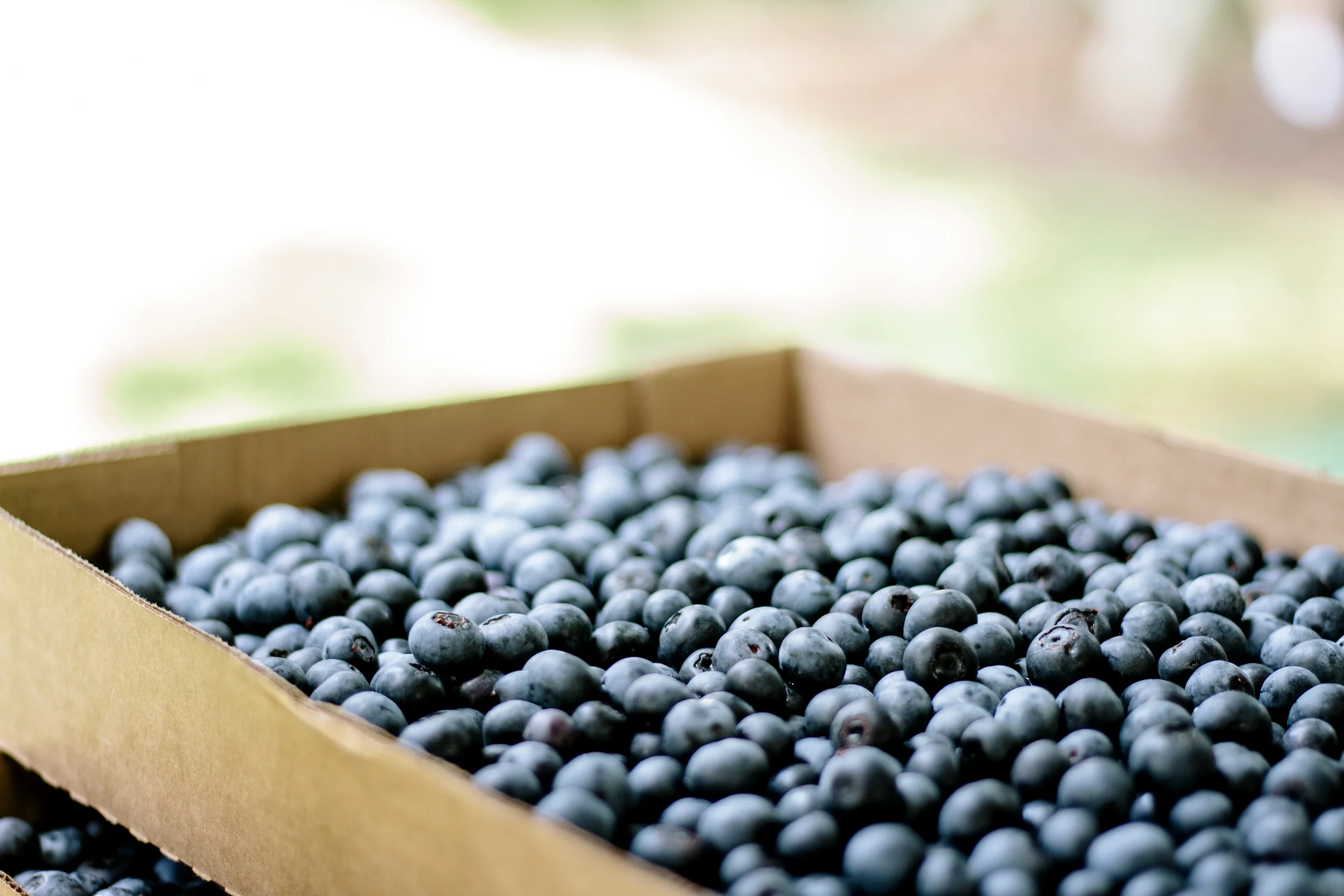 picked blueberries.jpg