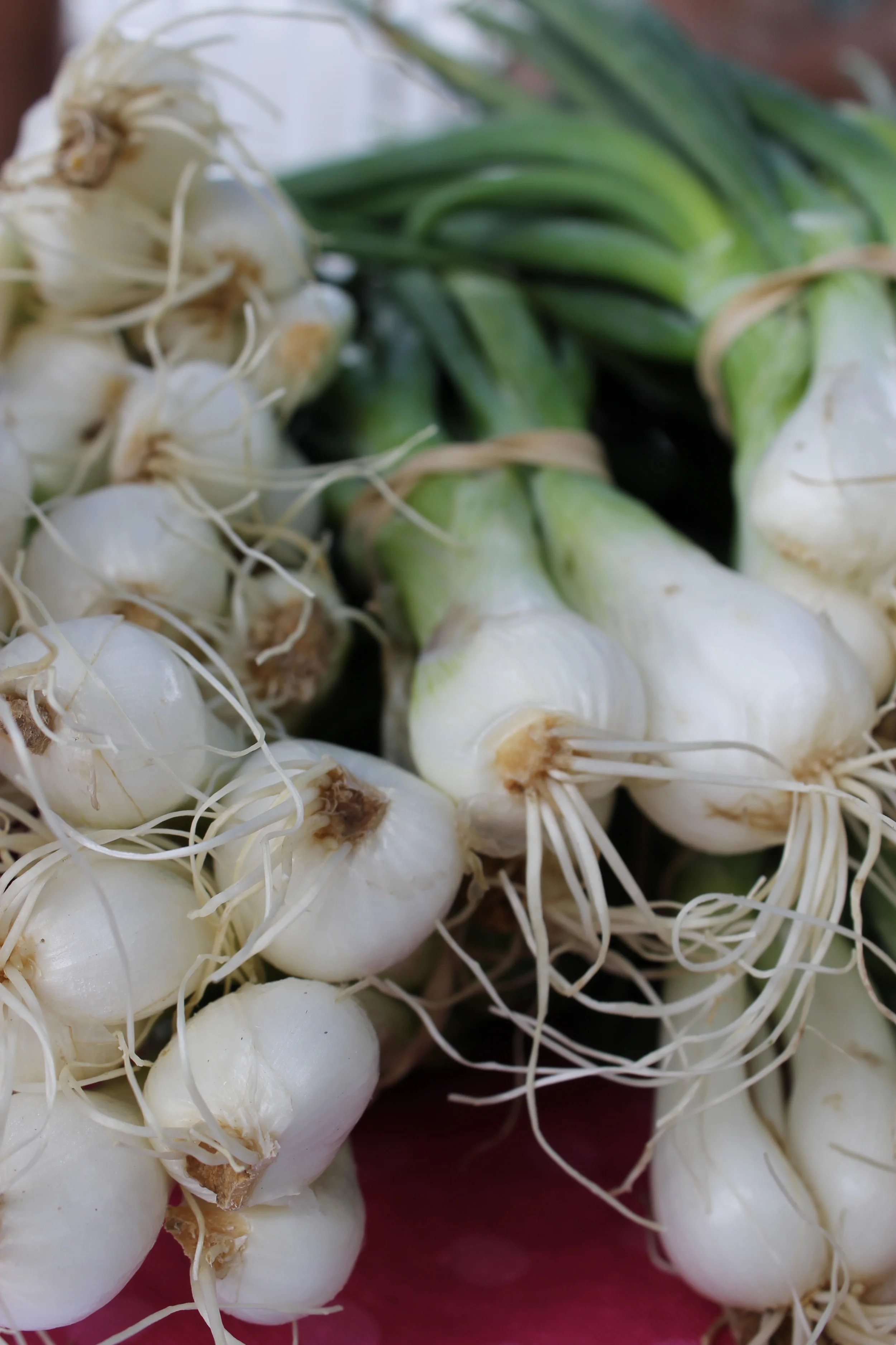 green onions.jpg