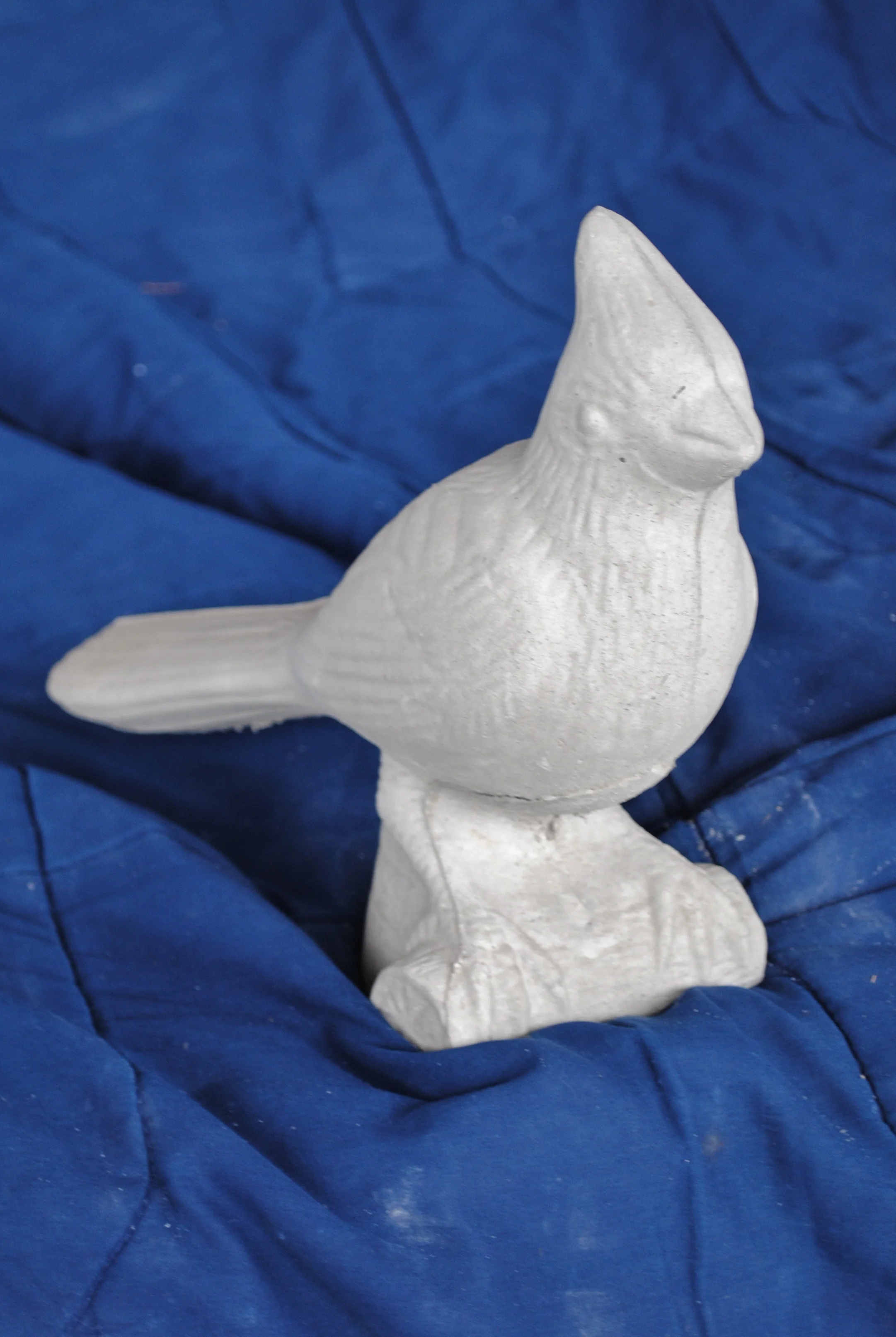 cardinal--(l)_1.jpg