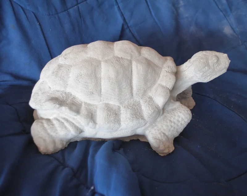 medium-turtle.jpg