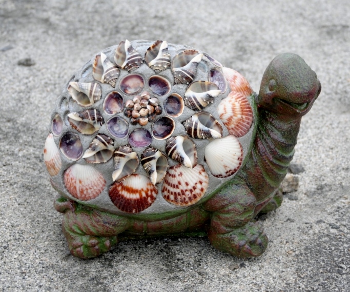 Shell Turtle Looking to Side