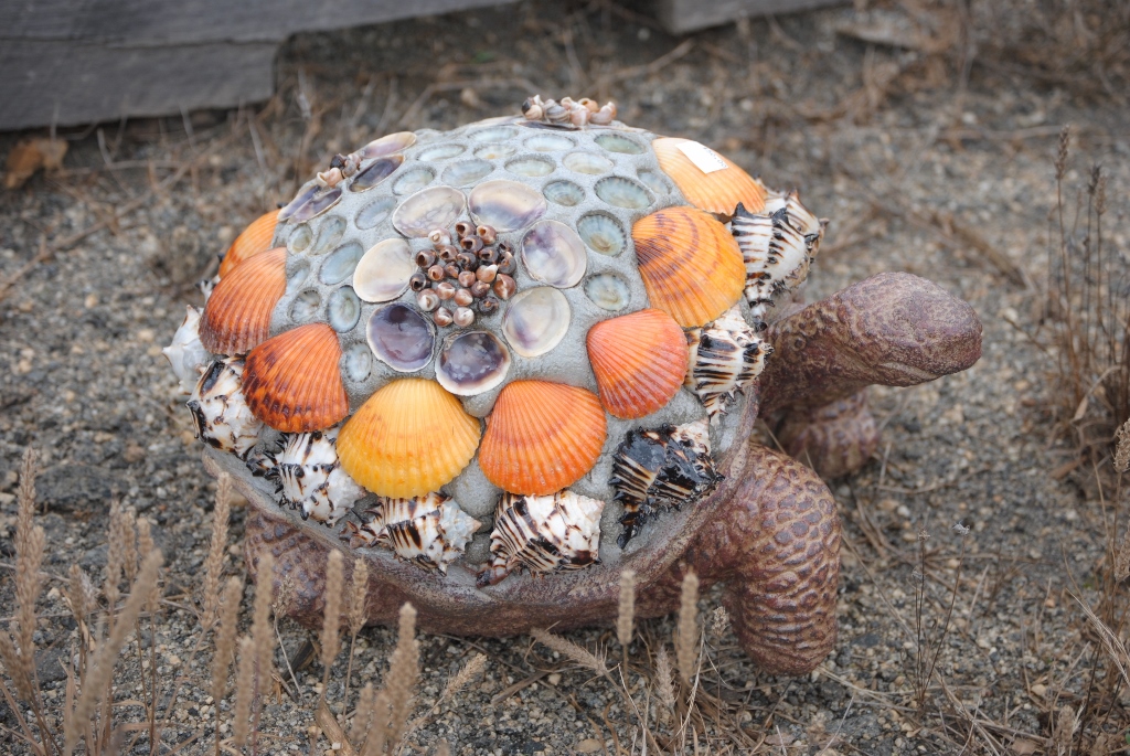 Shell Turtle, Medium