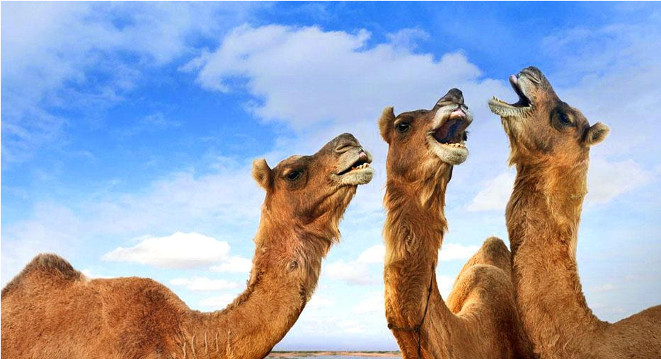 camels.png