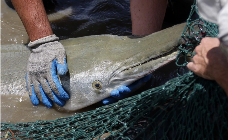 image via Washington Post