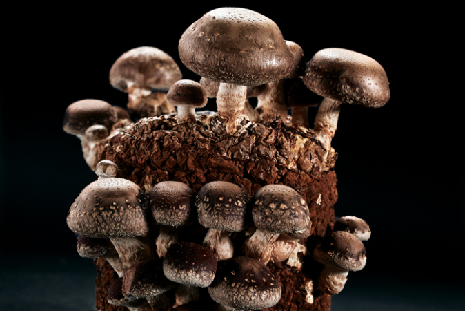 image via Downeast Magazine