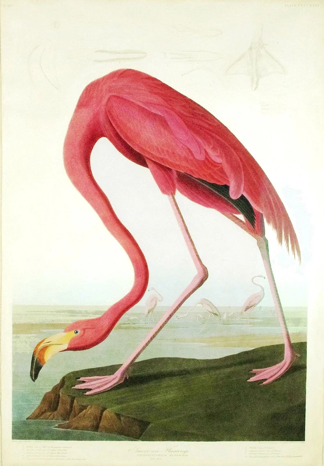 I'm a huge Audubon fan and this flamingo print, which you can get on One Kings Lane right now, needs to find a place to live and I think my home has just the spot for it! 