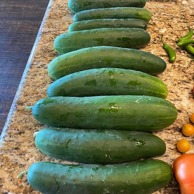 #gardenbounty #cukes #tomatoes🍅 #chickenpoop does wonders for your garden!