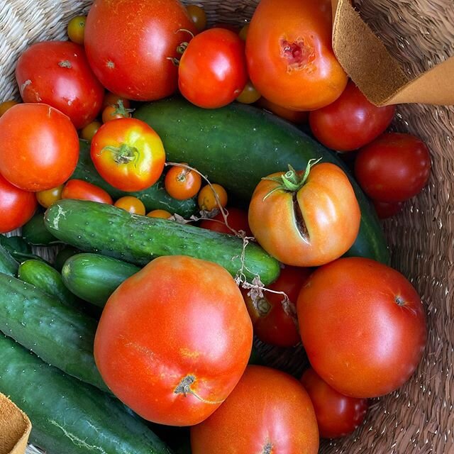 This never gets #old #tomatoesfordays #cucumbers #serranopeppers #itsyourkitchen #gardenbounty #homegrownveggies #homegrown