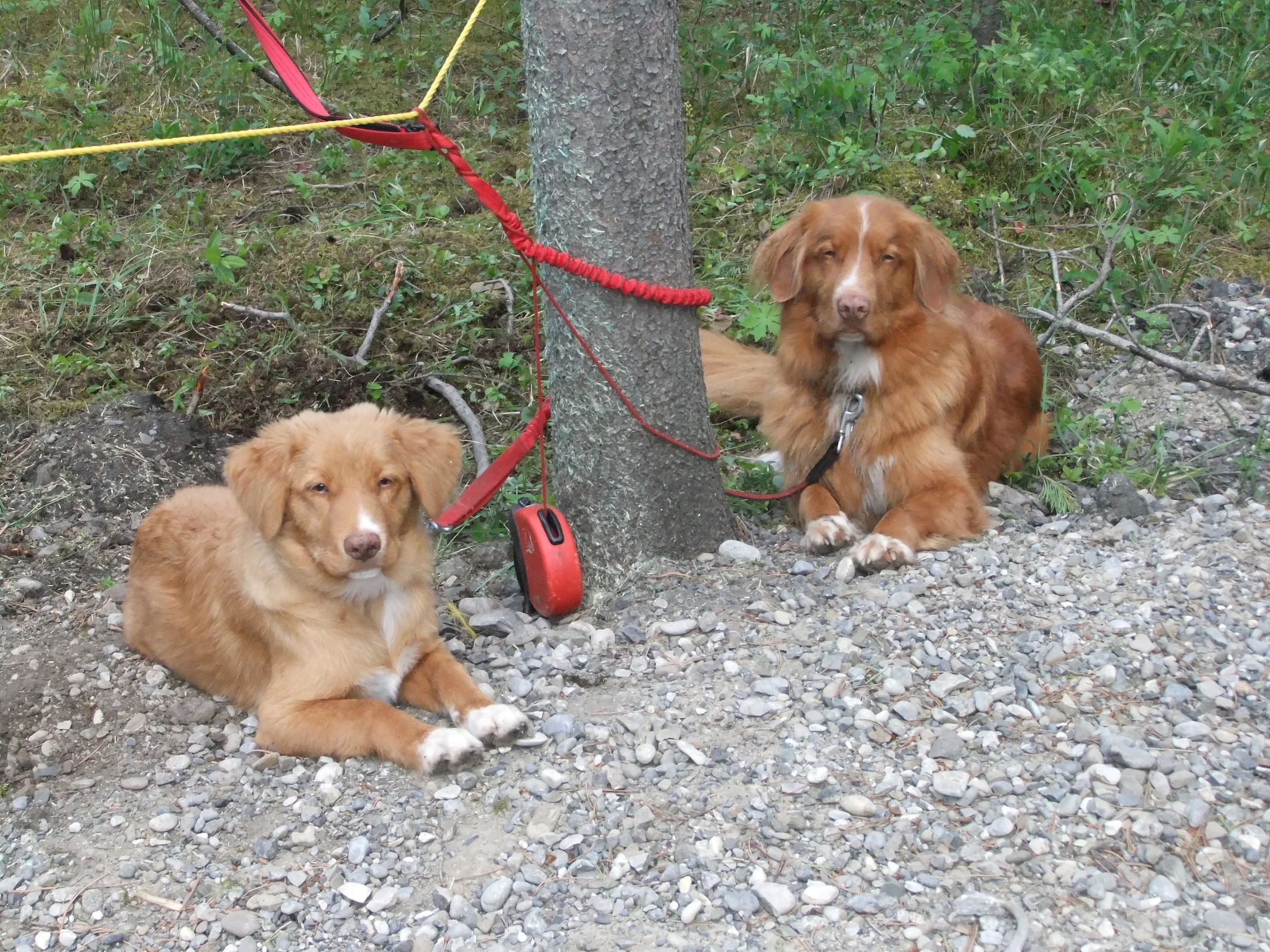 Stan and Bracken