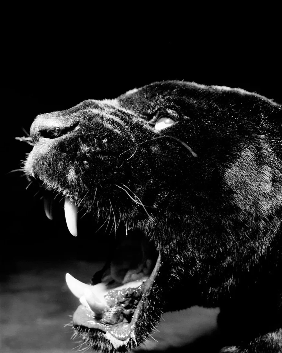 Close-up picture of a Jaguar roaring