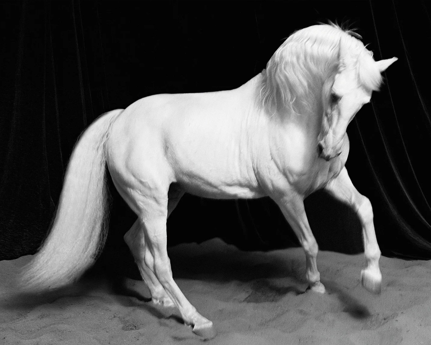 White horse moving and is blurred