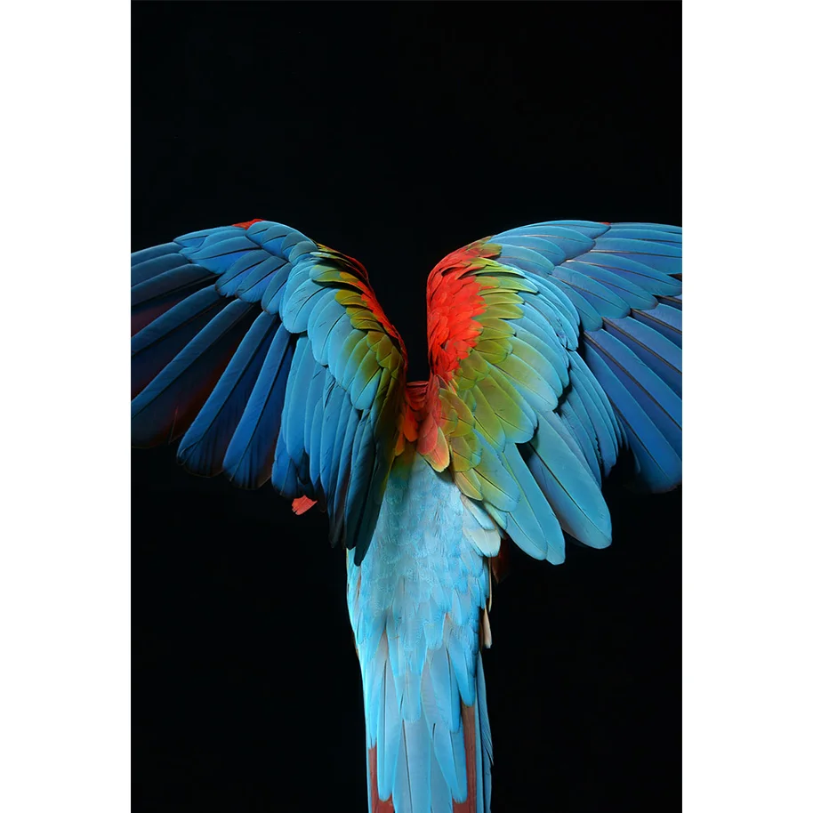 Macaw