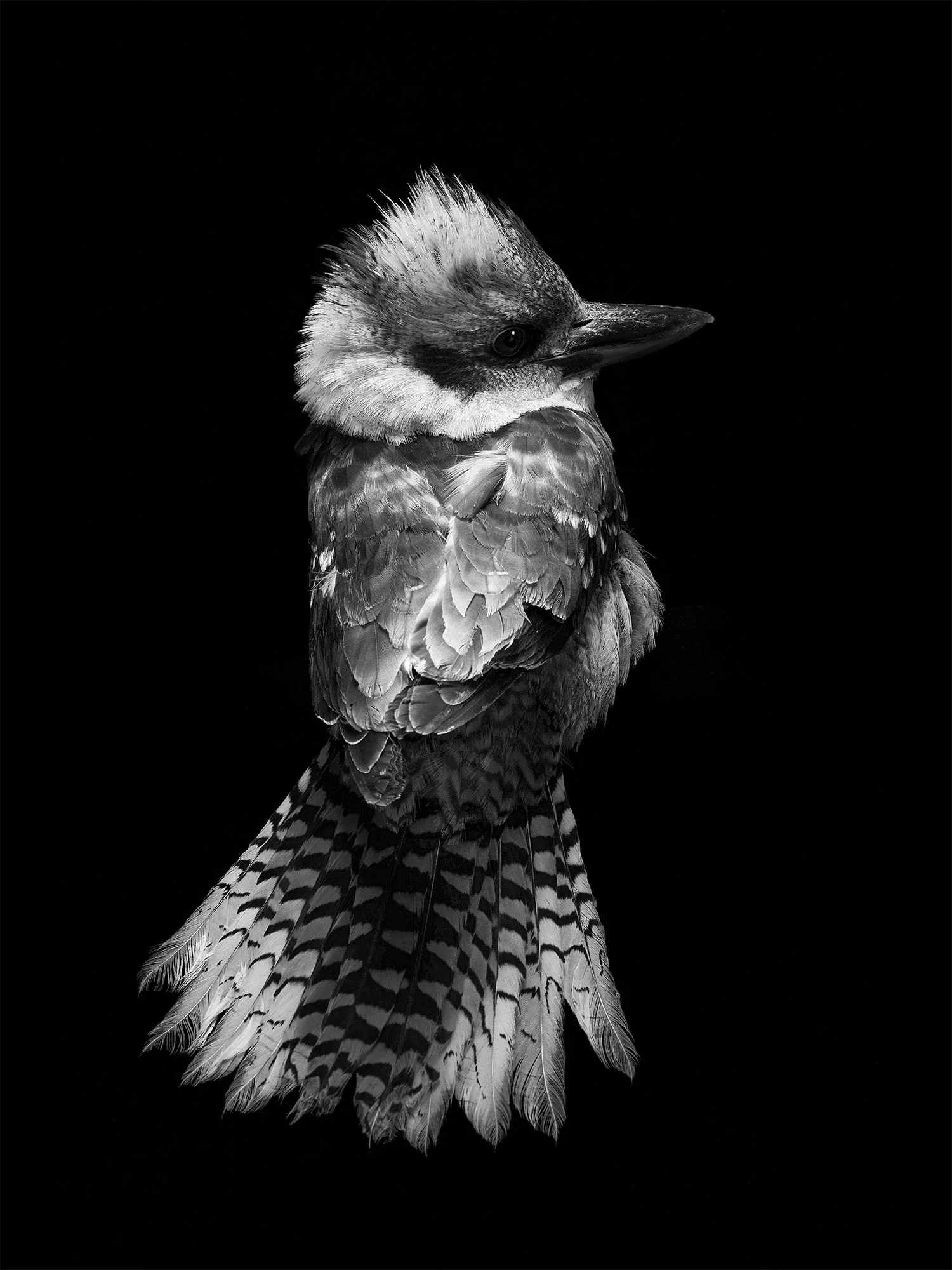 laughing-Kookaburra-gary-heery-print.jpg