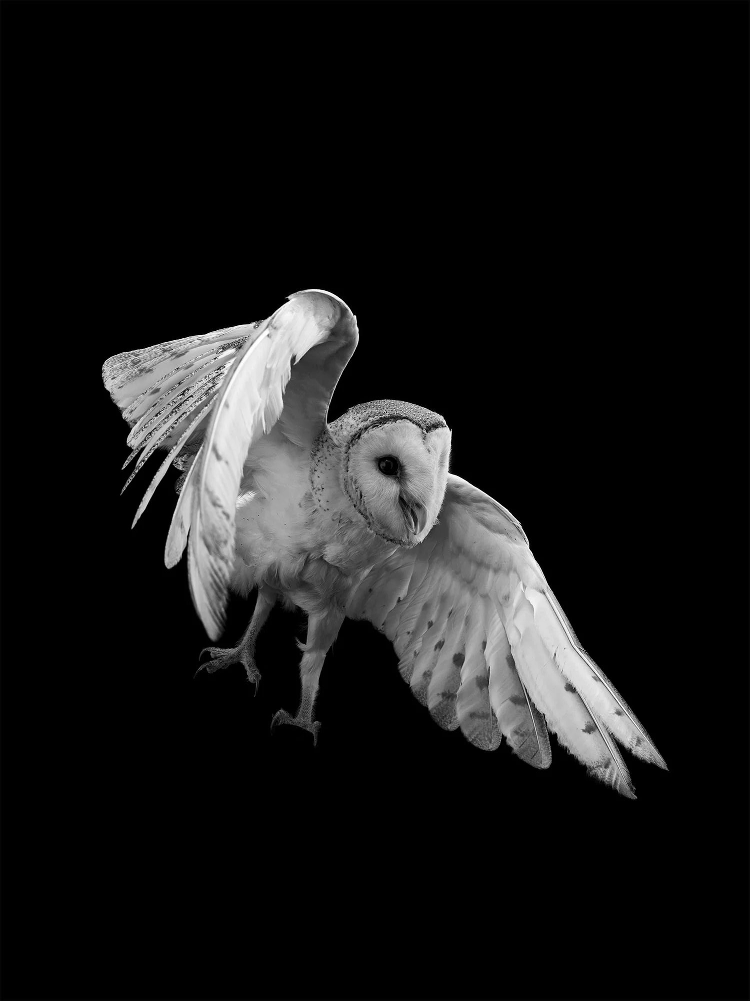 barn-owl-gary-heery-bird-print.jpg