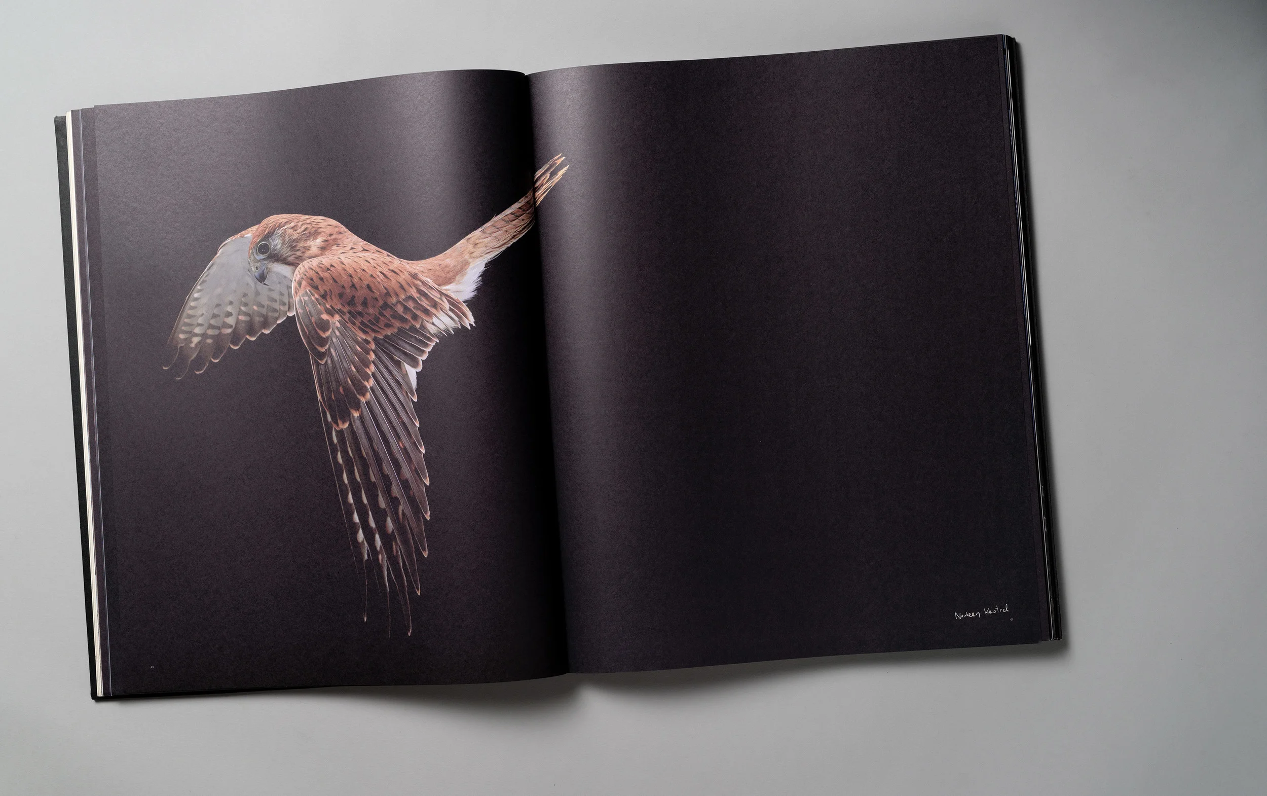 Gary-Heery-Red-Bird.jpg