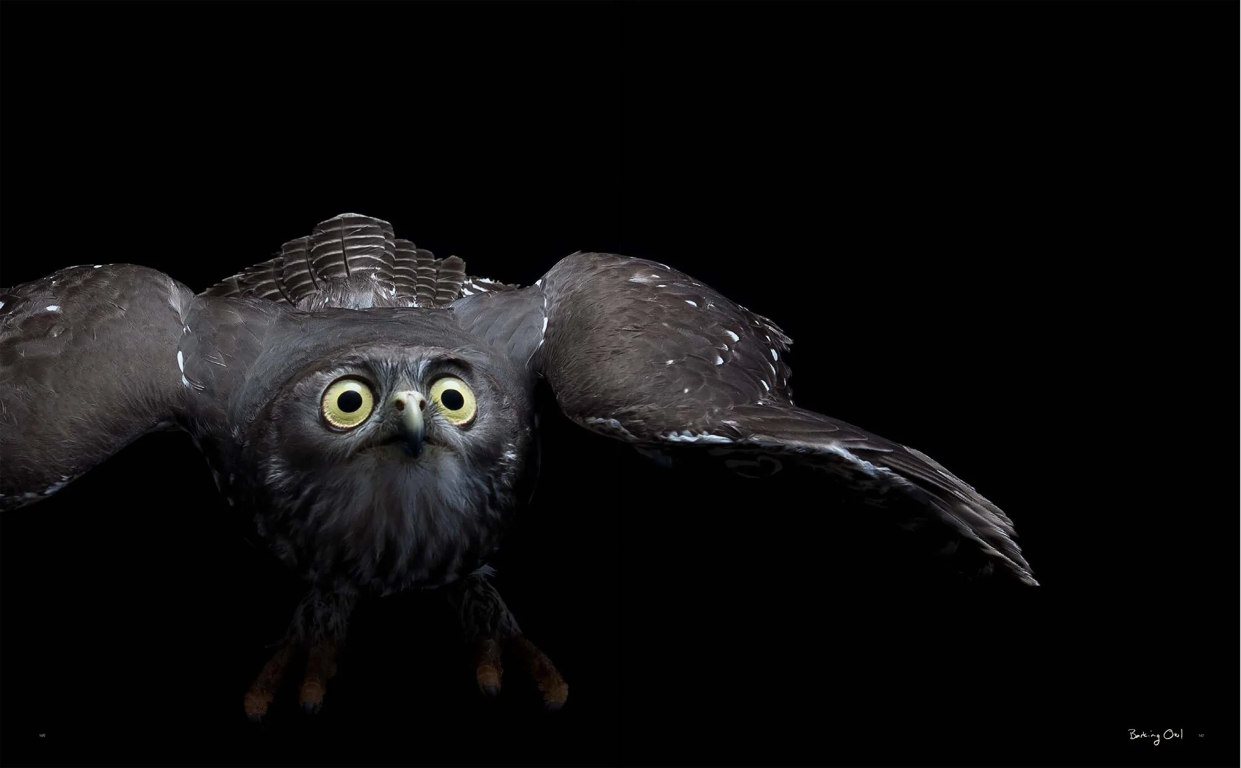 Barking Owl wings stretch looking up