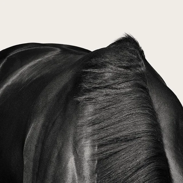 #VRC #horse #campaign #melbournecup