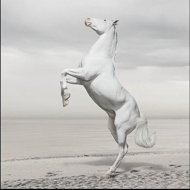 #horseseries #new